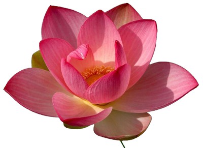 Det enkla och uppenbara – och politiken Lotus