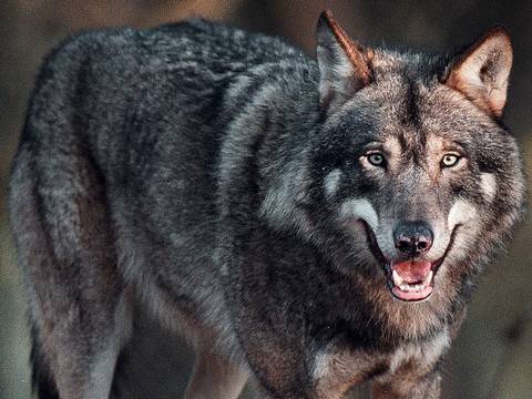 Naturdemokraterna VS naturens demokrati?