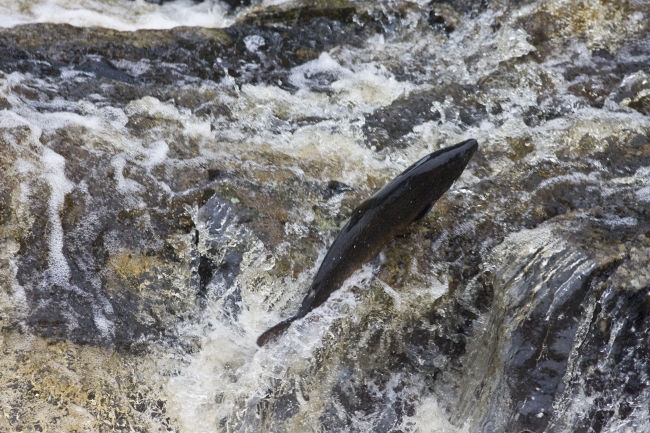 Laxen och ålen måste räddas genom lag, inte genom stenåldersmetoder!