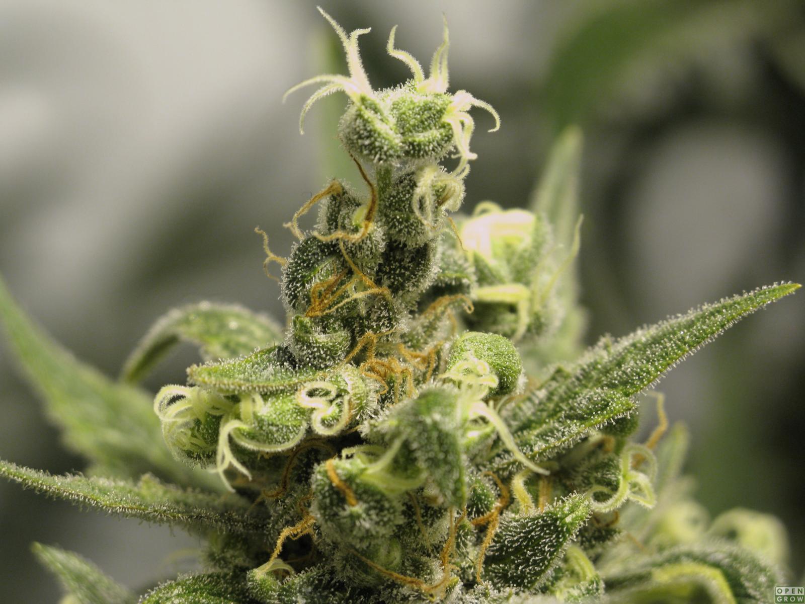 Knarkrevolutionen – ett samhälle på helt rätt väg