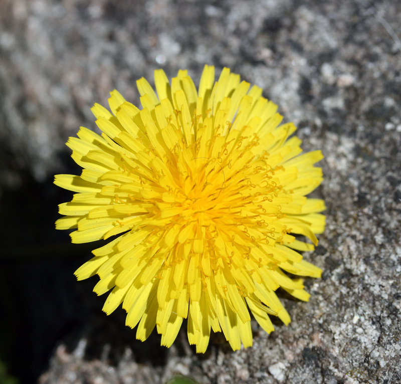 Även i stadens grå sten har maskrosorna slagit rot.
